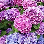 Hortensia - - - 아파트 *