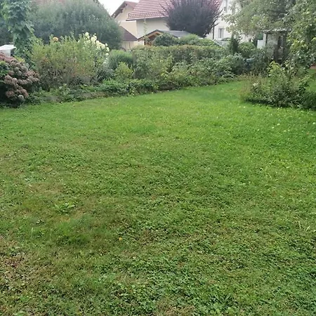 Hortensia - - - Munzkirchen