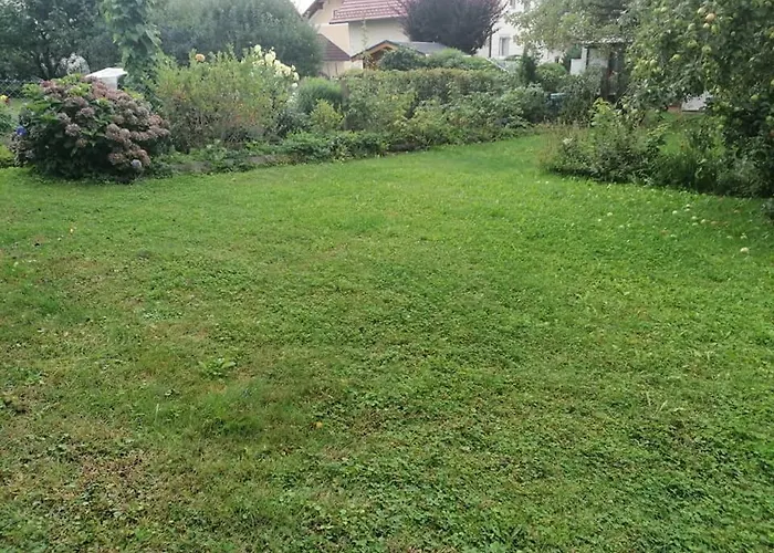 Hortensia - - - Munzkirchen