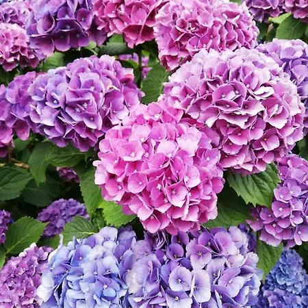 Hortensia - - - דירה *