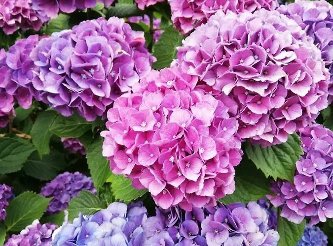 Hortensia - - - アパート *